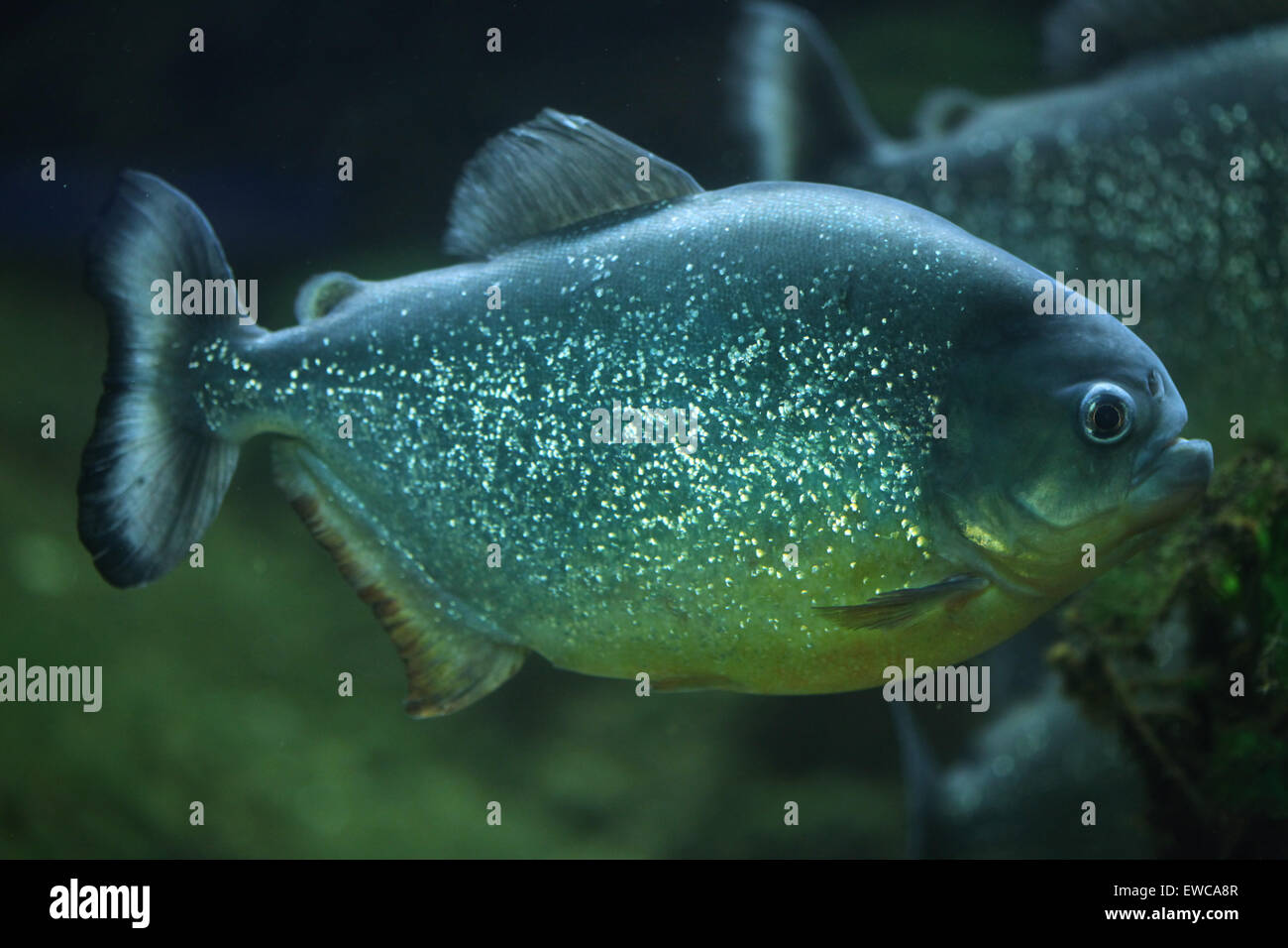 Piranha (Pygocentrus Piraya), auch bekannt als die menschenfressende Piranhas. Stockfoto