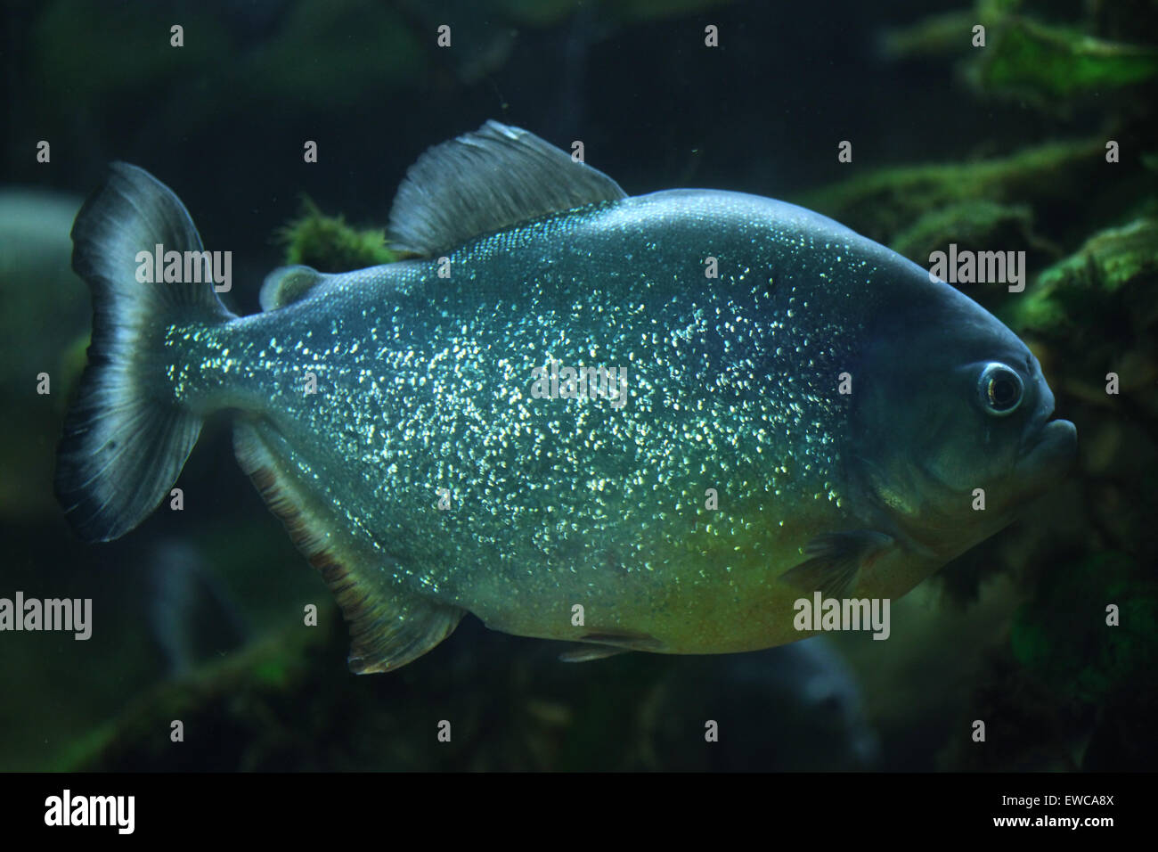 Piranha (Pygocentrus Piraya), auch bekannt als die menschenfressende Piranhas. Stockfoto