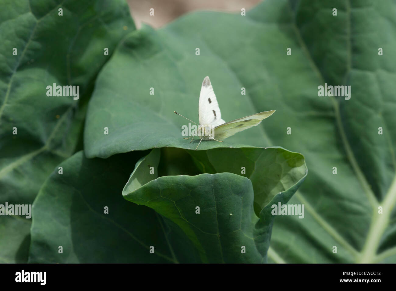 Kohl weißen (kleine weiße) Schmetterling Verlegung auf Brokkoli Eiern Stockfoto