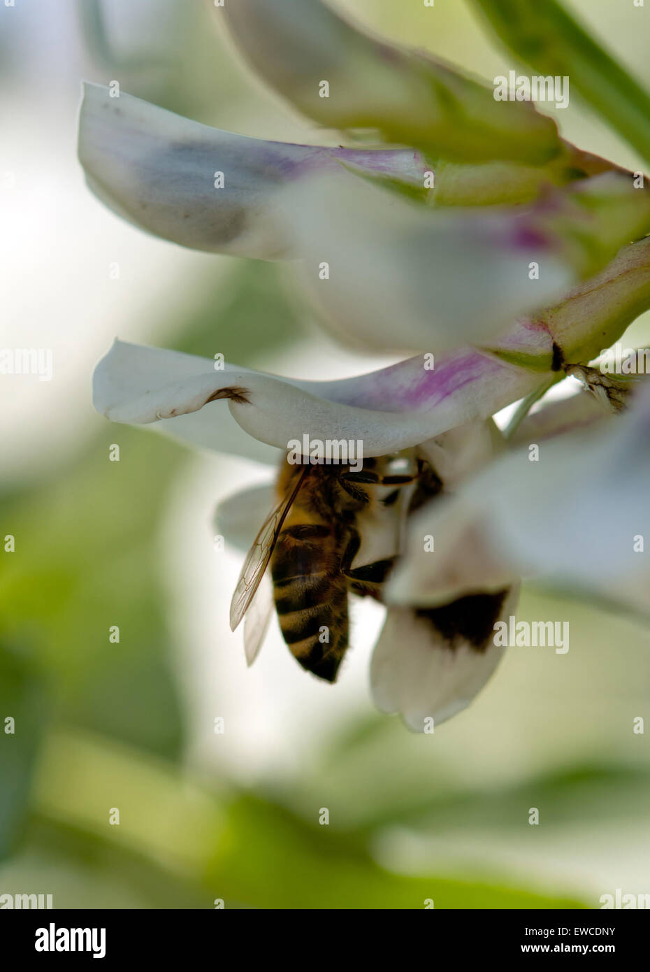 eine Biene ist eine Schnittfuge eine Blume Stockfoto