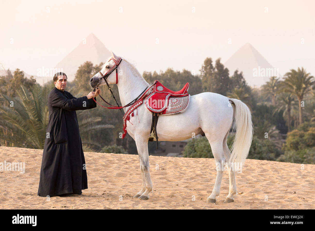 Arabisches Pferd. Erwachsener Mann, der ein grauer Hengst mit traditionellen Tack und Sattel mit Pyramiden von Gizeh im Hintergrund. Ägypten in Stockfoto