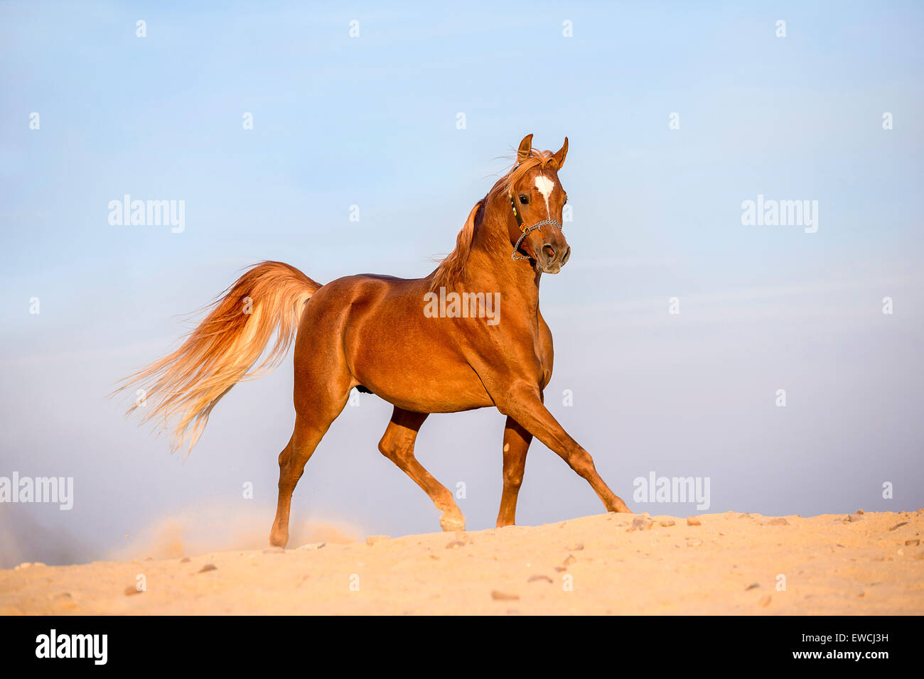 Arabisches Pferd. Fuchshengst Trab in der Wüste. Ägypten Stockfoto
