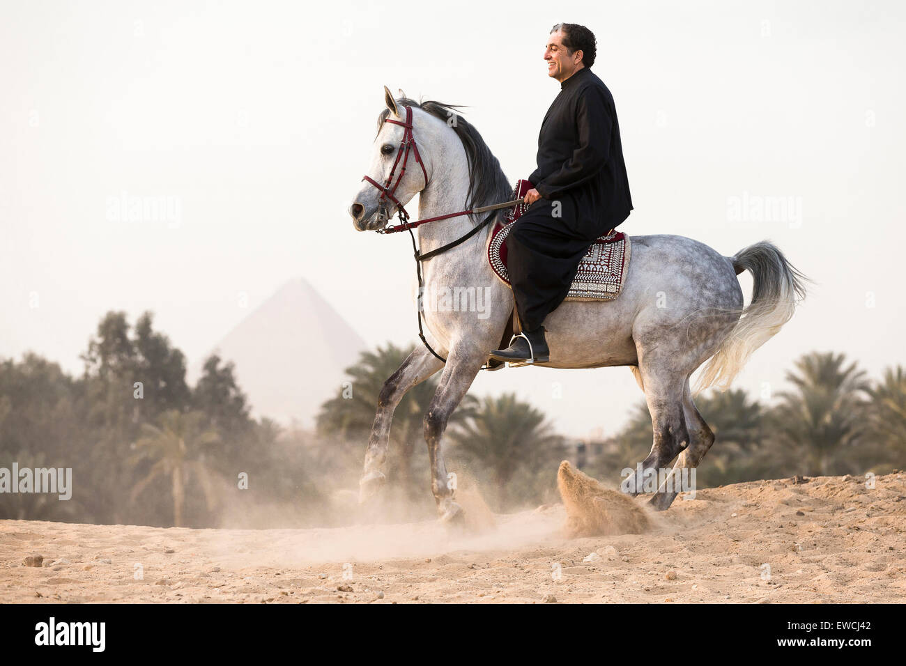 Arabisches Pferd. Mann auf grauer Hengst in der Wüste. Ägypten Stockfoto