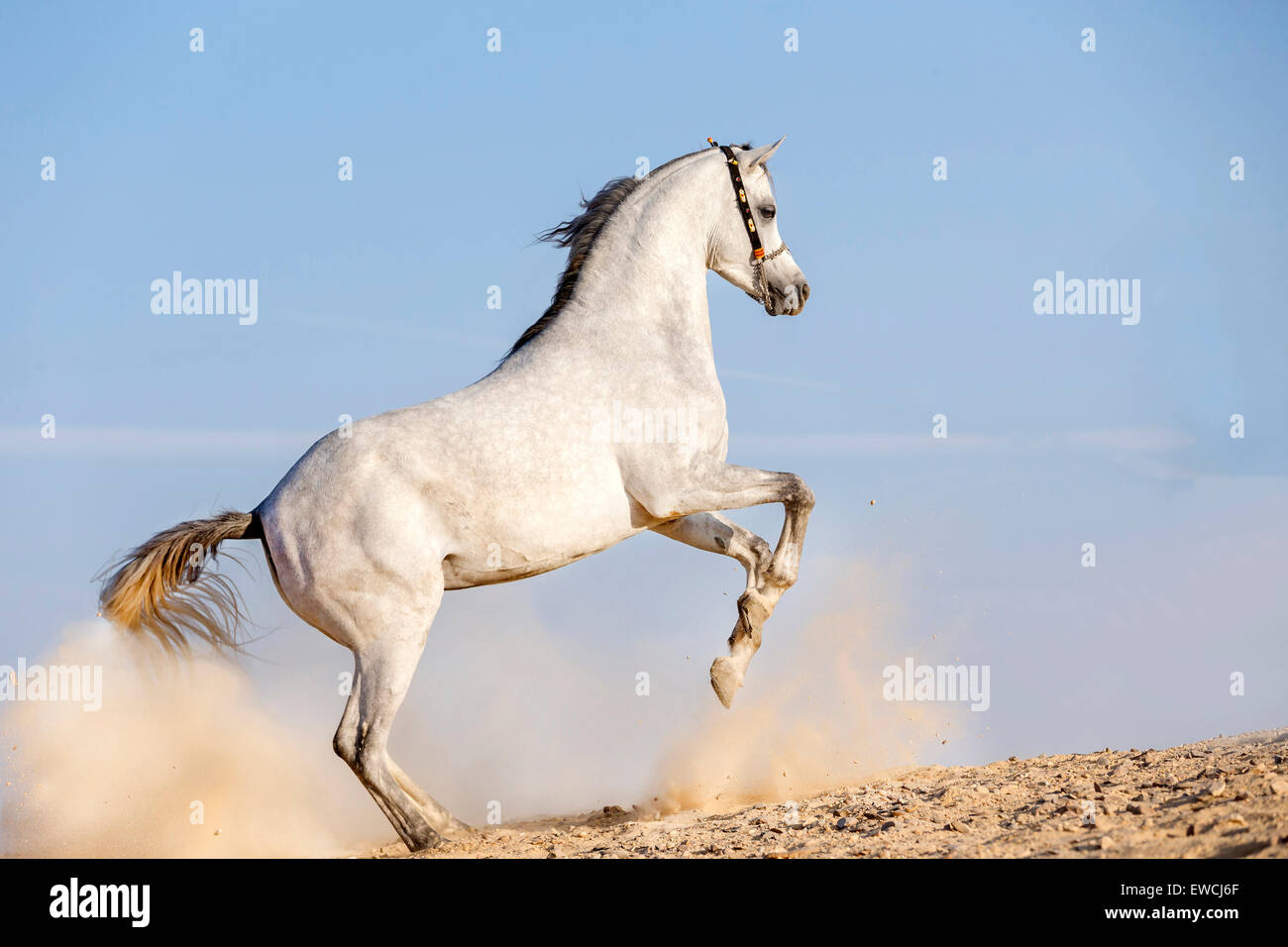 Arabisches Pferd. Grauer Hengst Aufzucht in der Wüste. Ägypten Stockfoto