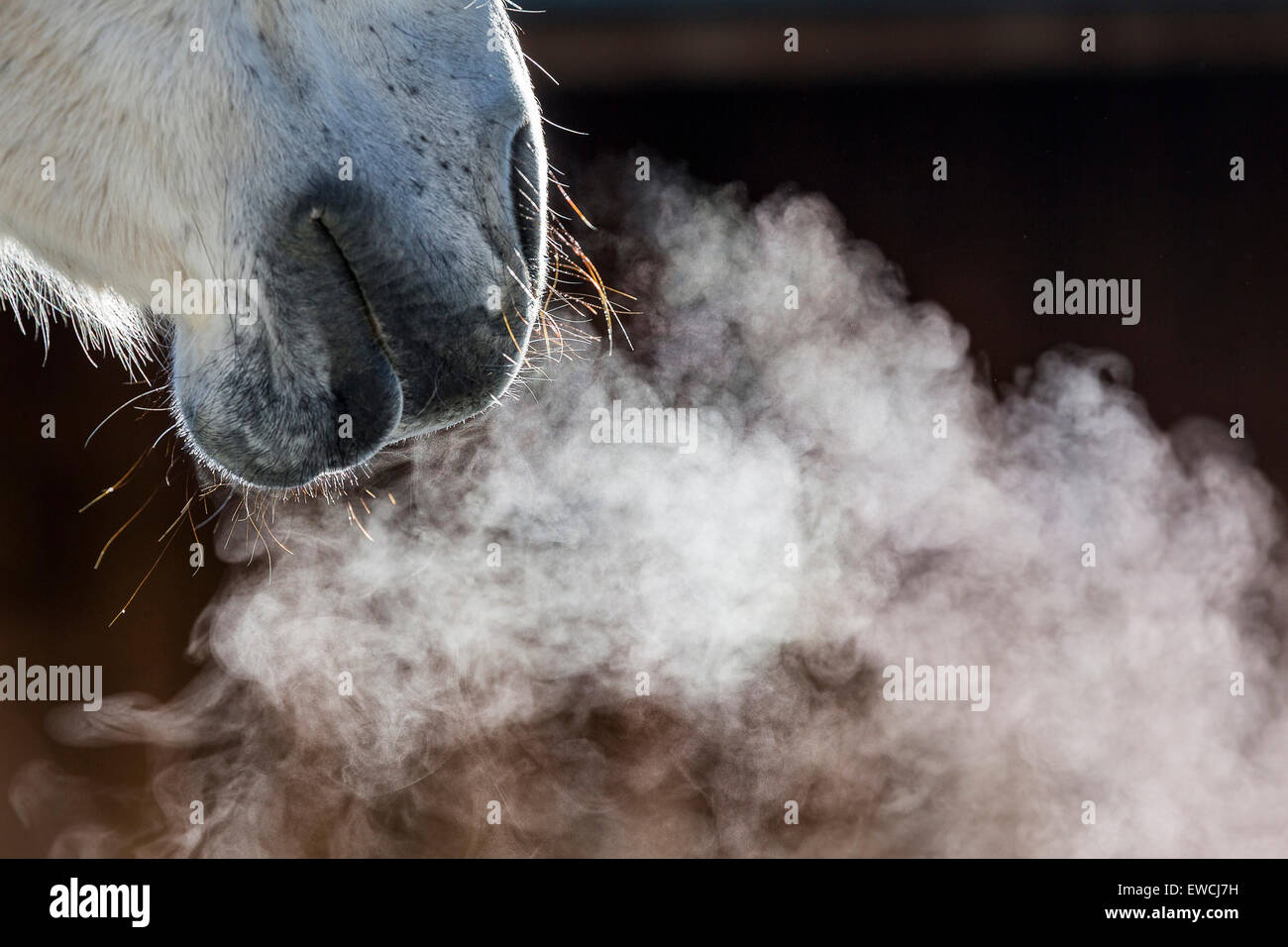 Rein spanische Pferd, andalusischen. Nahaufnahme der Nasenlöcher heißen Atem zeigt. Deutschland Stockfoto