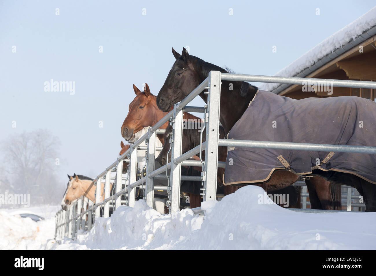 Rein spanische Pferd, andalusischen. Pferde mit Decken in ihren Boxen in einem Paddock im Winter. Deutschland Stockfoto