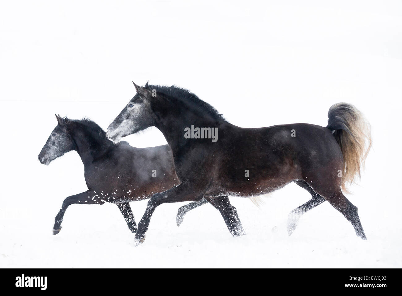 Rein spanische Pferd, andalusischen. Zwei Stuten auf einer verschneiten Weide traben. Deutschland Stockfoto