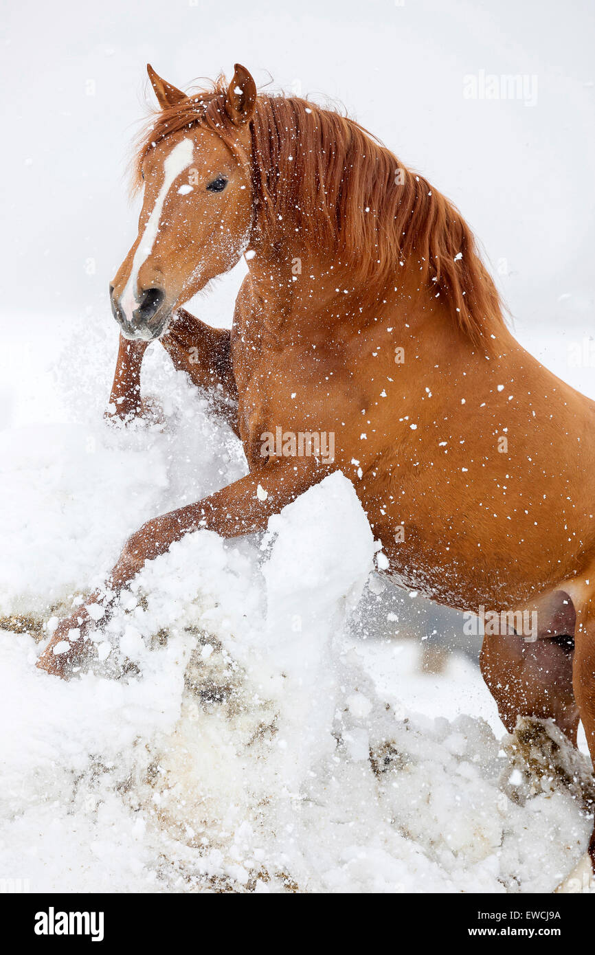 Rein spanische Pferd, andalusischen. Fuchshengst verschneiten Hang hinauf klettern. Deutschland Stockfoto