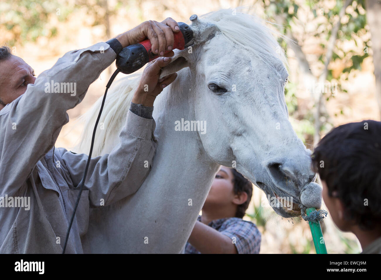 Arabische Pferd, Arabisches Pferd. Bräutigam Clipping ein graues Pferd. Ägypten Stockfoto