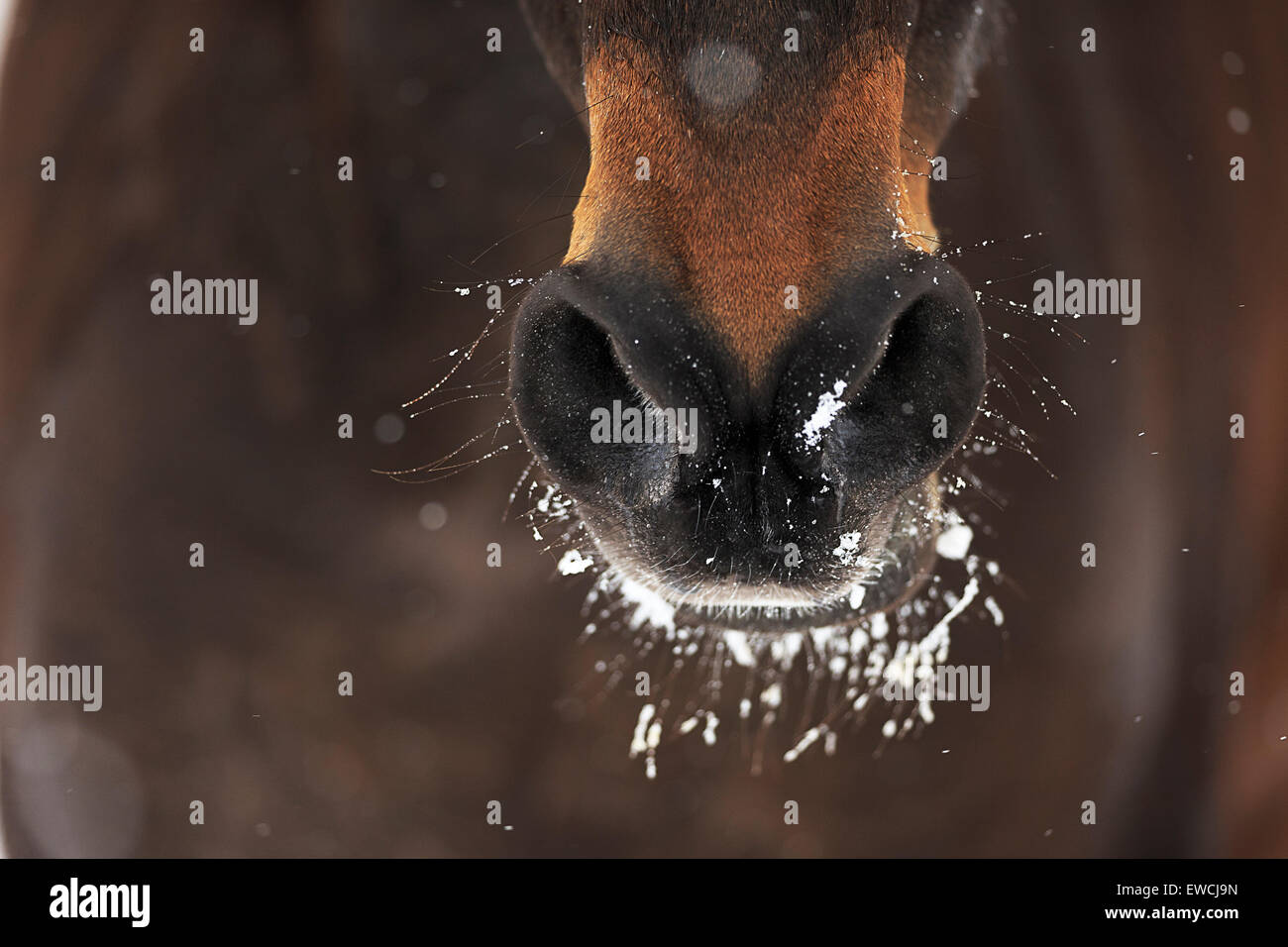 Inländische Pferd. Schnee auf die Mout und die Nasenlöcher der Bucht Pferde. Deutschland Stockfoto