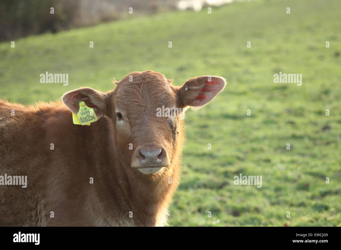 Junge Devon rote Kuh auf einer Wiese am Fluss Otter Stockfoto