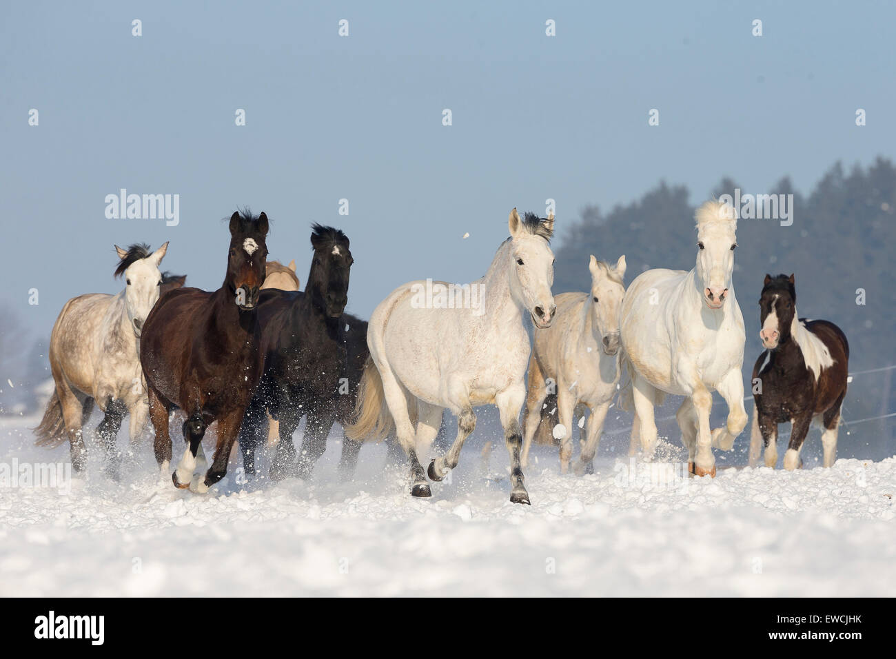 Rein spanische Pferd, andalusischen. Herde im Galopp auf einer verschneiten Weide. Deutschland Stockfoto