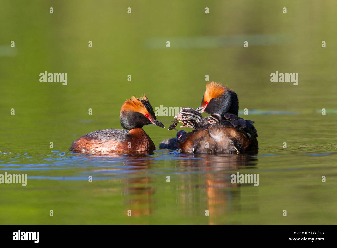 Slawonische Grebe. Ohrentaucher (Podiceps Auritus). Elternvögel mit Küken auf dem Wasser. Schweden Stockfoto