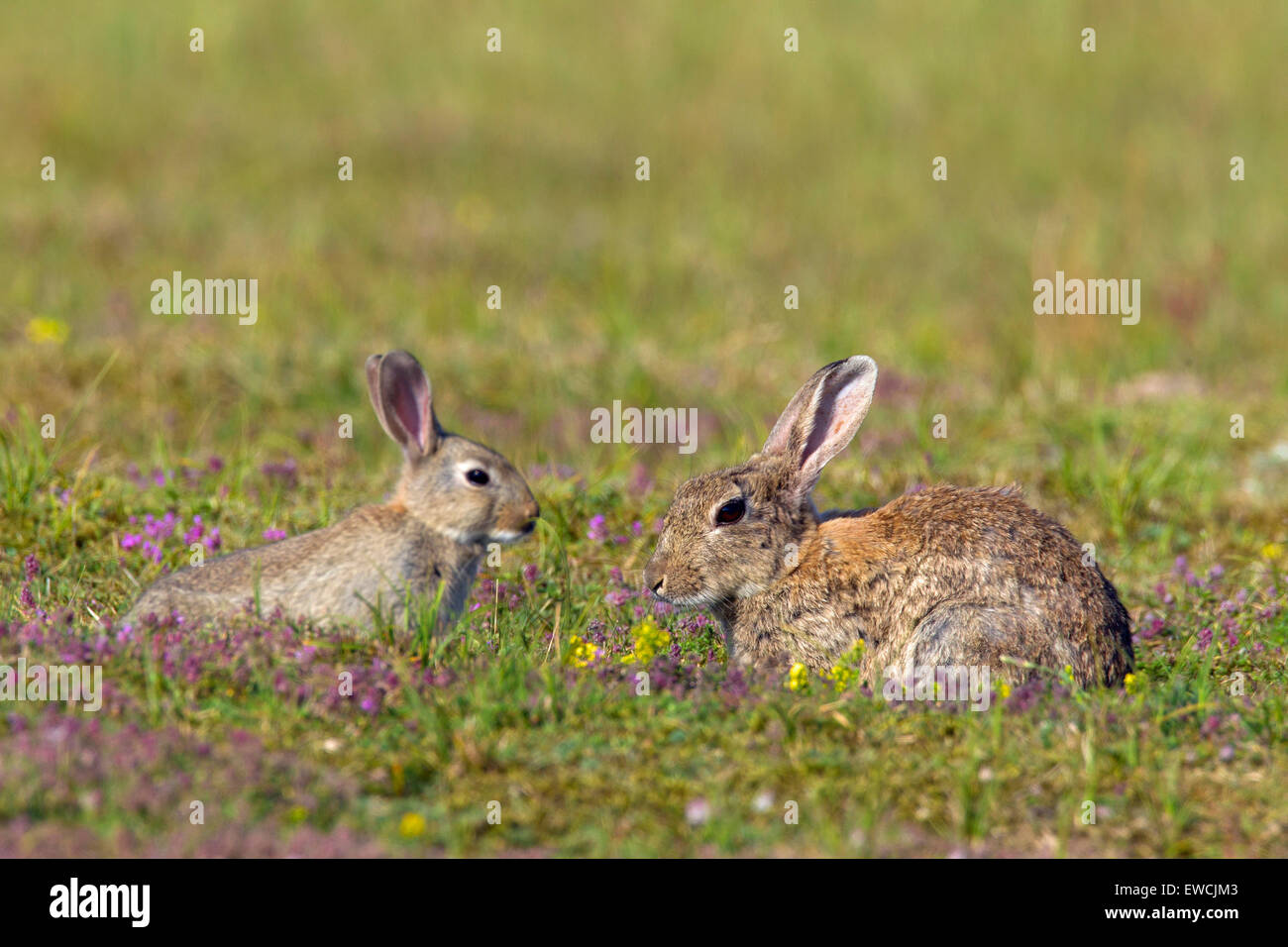 Europäischen Kaninchen (Oryctolagus Cuniculus). Erwachsener mit Jugendlichen auf dem Rasen. Schweden Stockfoto