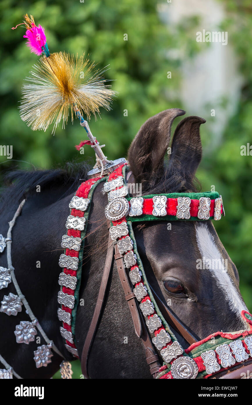 Aufwendig dekoriert Marwari Pferd während dem Holi-Festival im City Palace, Udaipur, Indien Stockfoto