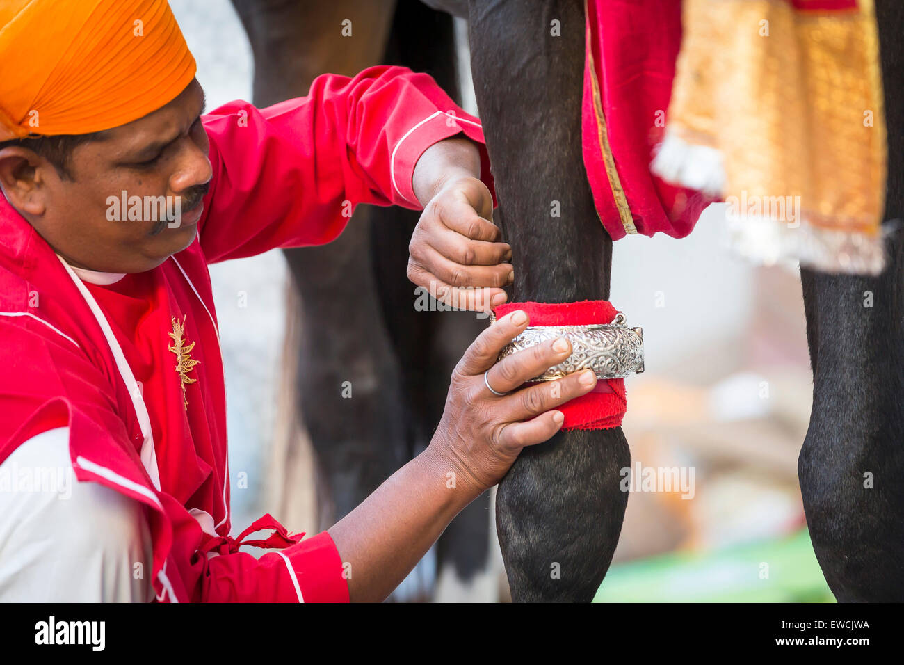 Bräutigam einen silbernen Armband auf dem vorderen Bein eines Pferdes Marwari Befestigung. Teilnehmer am Holi-Festival im City Palace, Ud Stockfoto