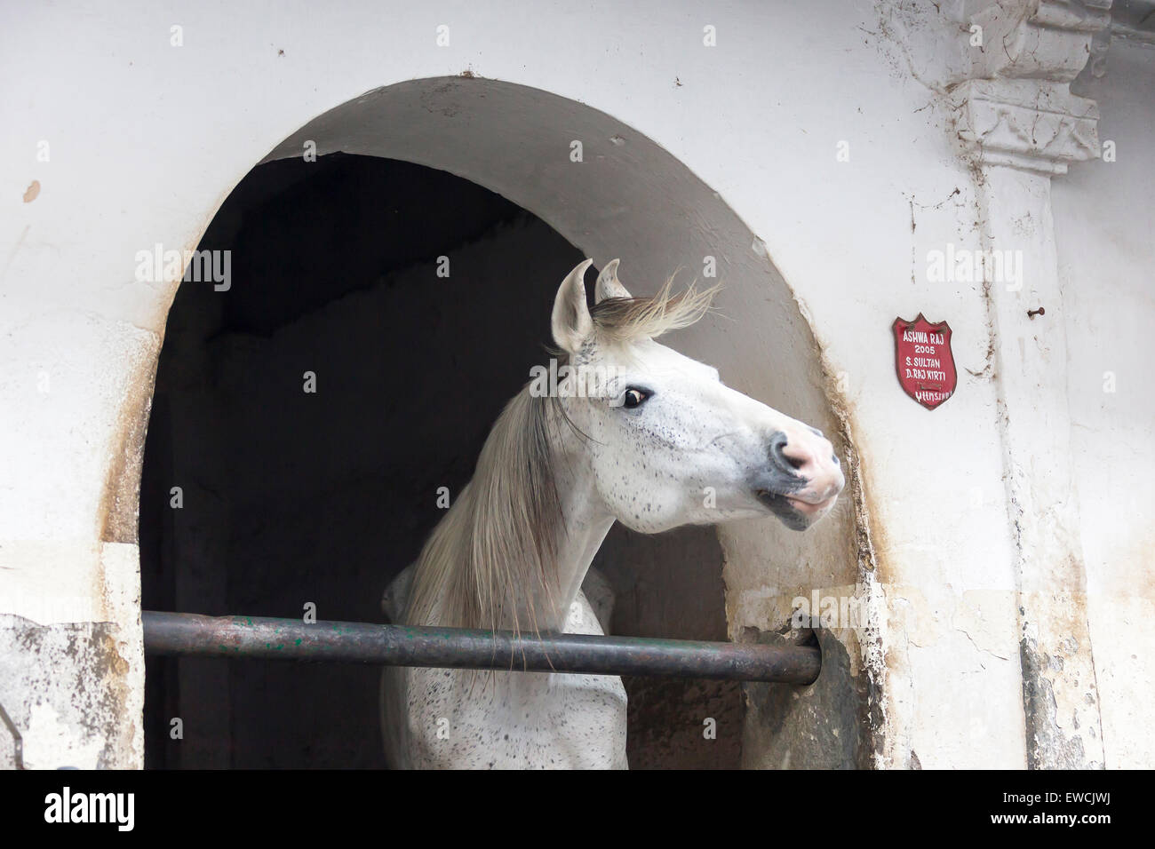 Marwari Pferde. Graue Erwachsenen Blick aus seinen Stall, Udaipur, Rajasthan, Indien Stockfoto