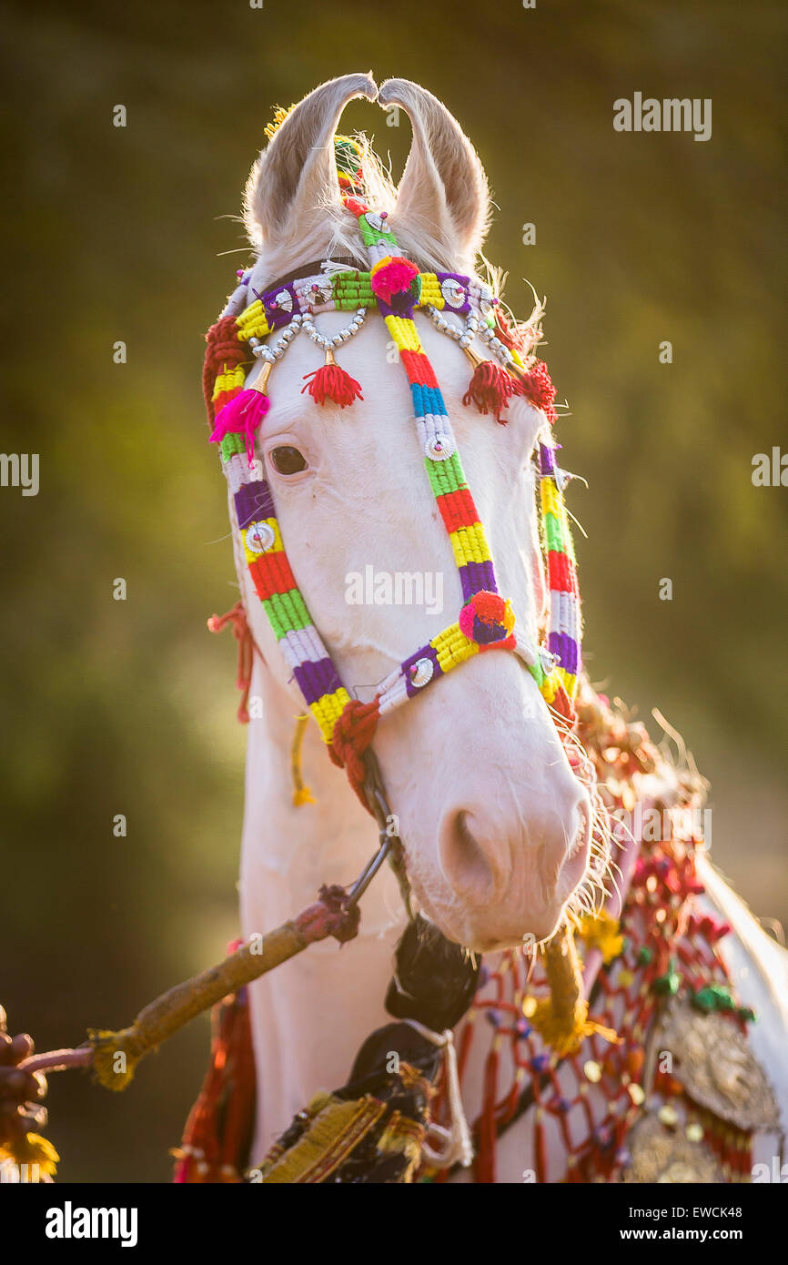 Marwari Pferde. Porträt der dominanten weißen Stute dekoriert mit bunten Kopfbedeckungen. Rajasthan, Indien Stockfoto