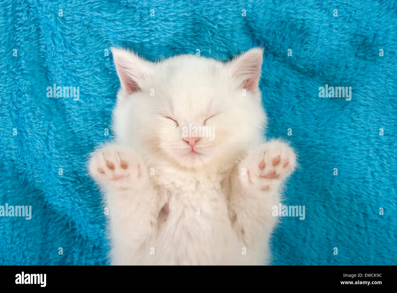 British Longhair Katze. Weiße Kätzchen schlafen auf einer blauen Decke. Deutschland Stockfoto