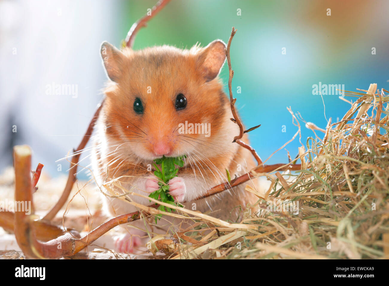Hamster erwachsener Vids