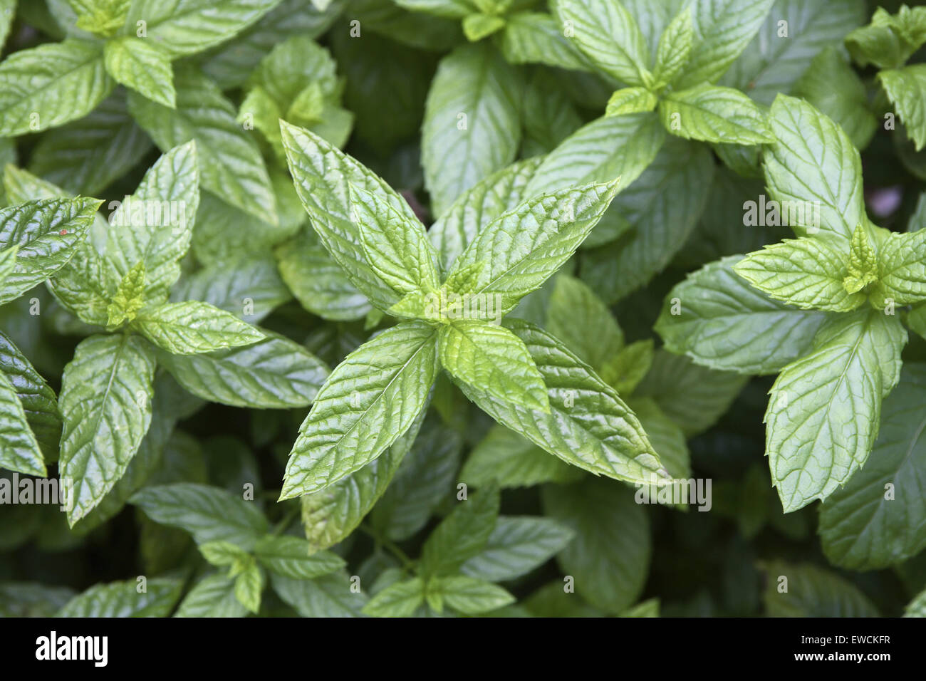 Europa, Deutschland, grüne Minze (Mentha Spicata). Stockfoto