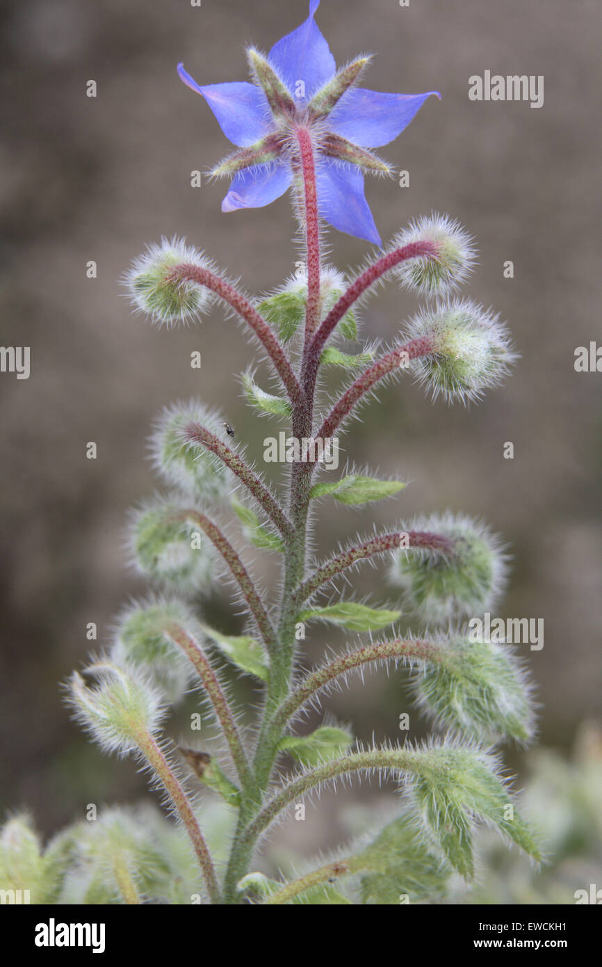 Borretsch garten Fotos und Bildmaterial in hoher Auflösung Alamy