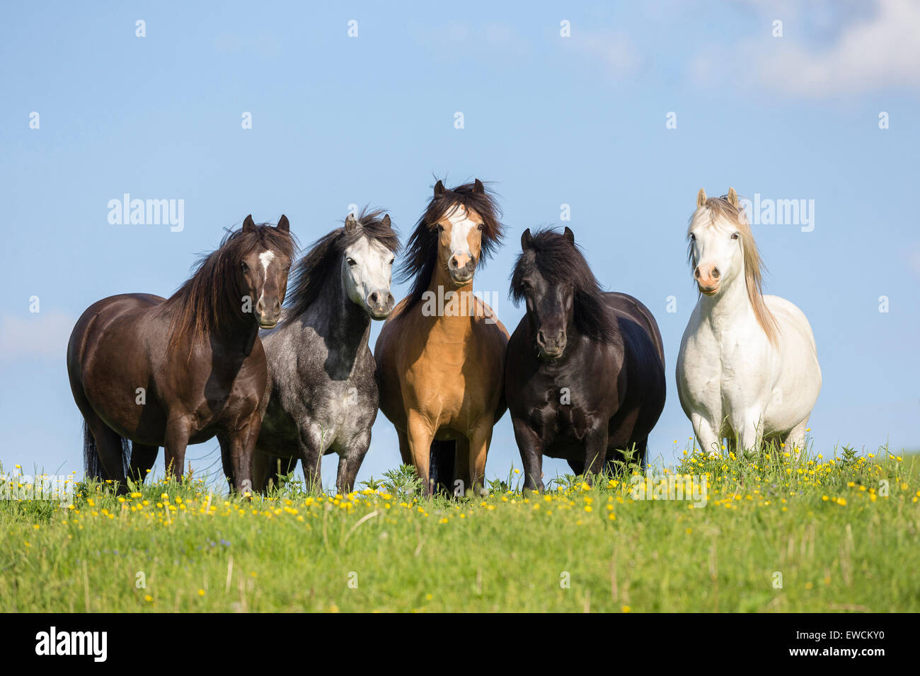 Welsh Pony. Gemischte Herde von Welsh Mountain Ponys und Welsh B auf einer Weide. Österreich Stockfoto