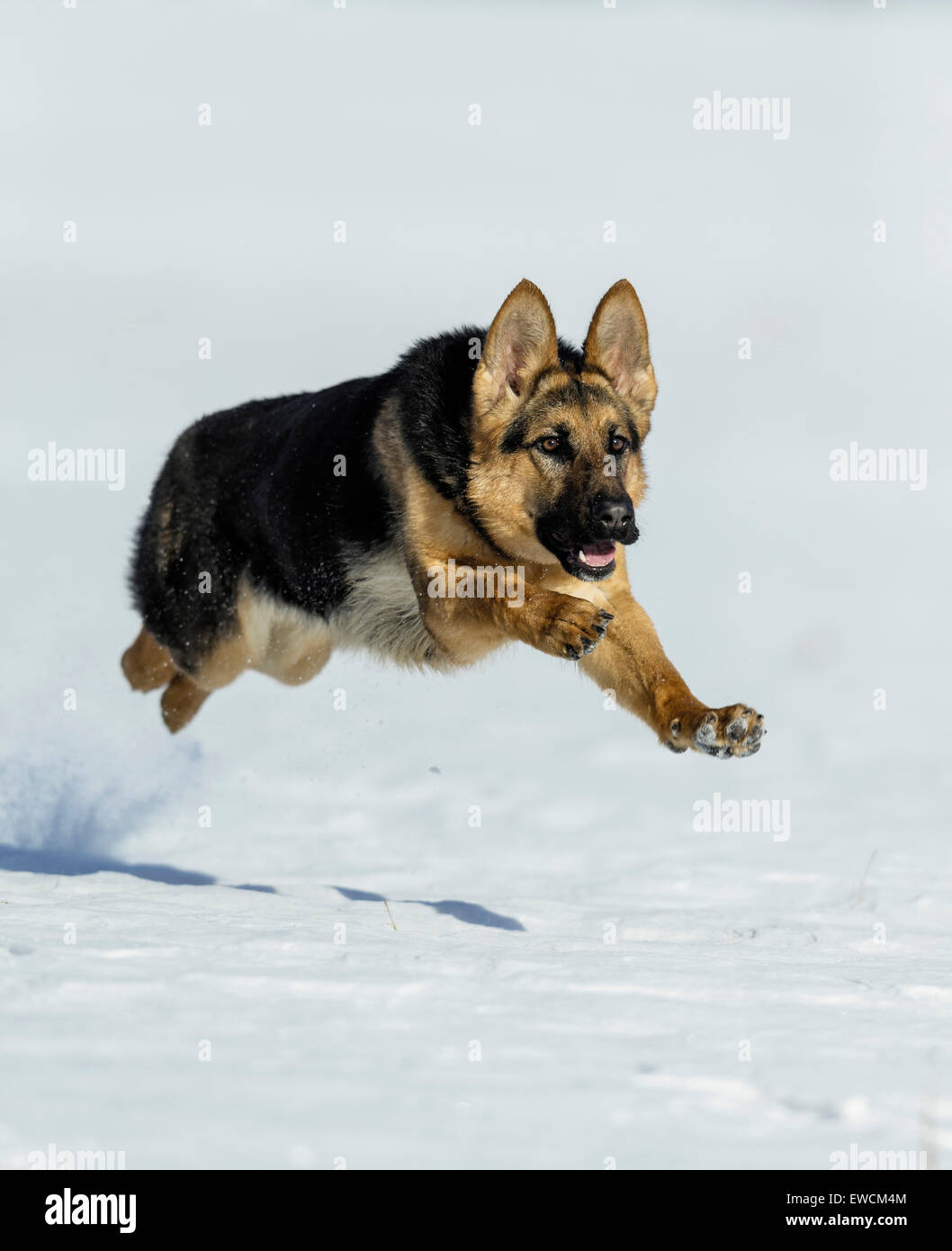 Deutscher Schäferhund, Elsässer. Erwachsener Hund laufen auf Schnee. Deutschland Stockfoto