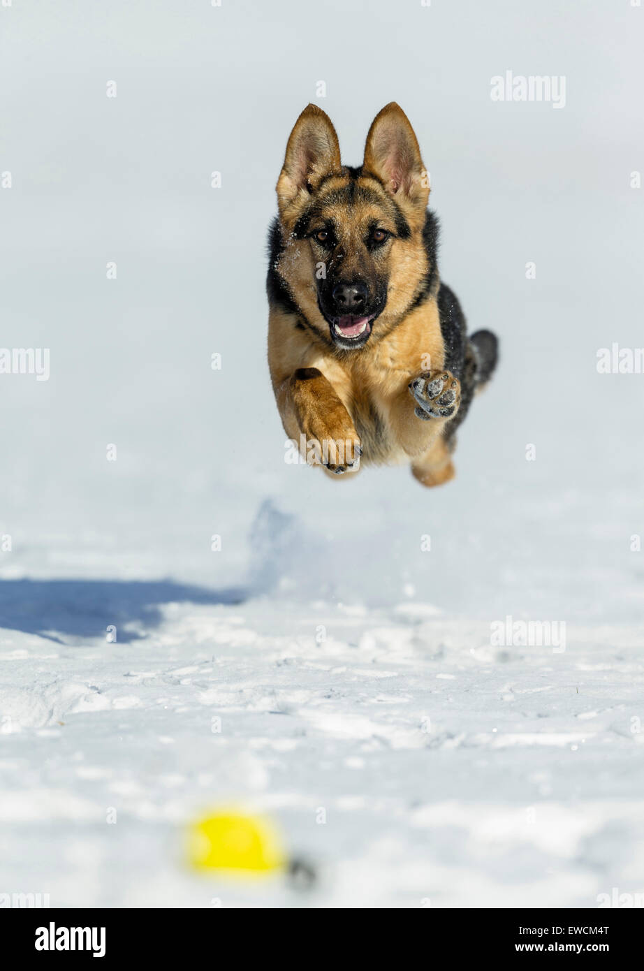 Deutscher Schäferhund, Elsässer. Erwachsener Hund laufen auf Schnee um einen Ball zu holen. Deutschland Stockfoto