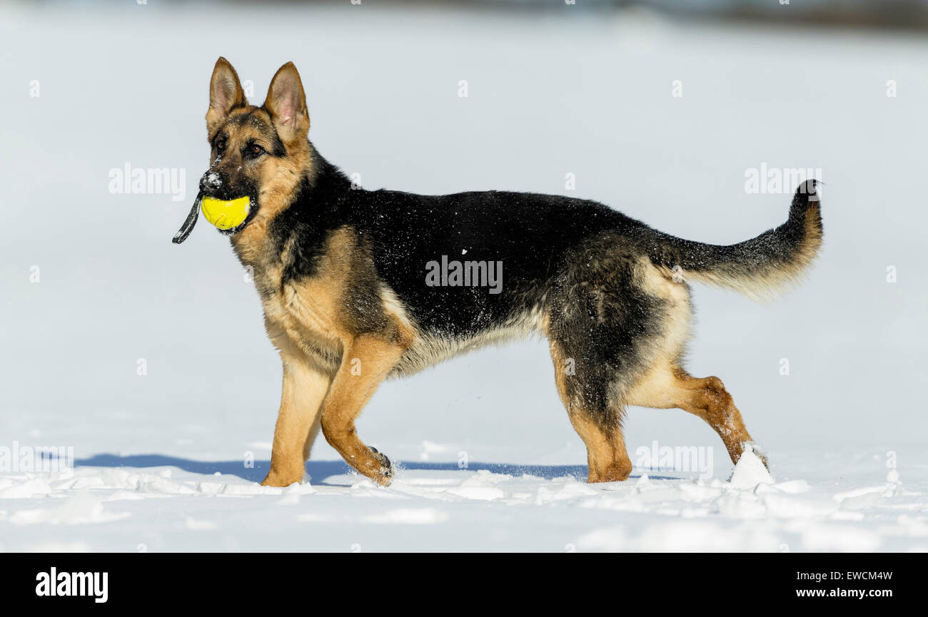 Deutscher Schäferhund, Elsässer. Erwachsener Hund stehend auf Schnee während des Tragens einer Kugel in die Schnauze. Deutschland Stockfoto