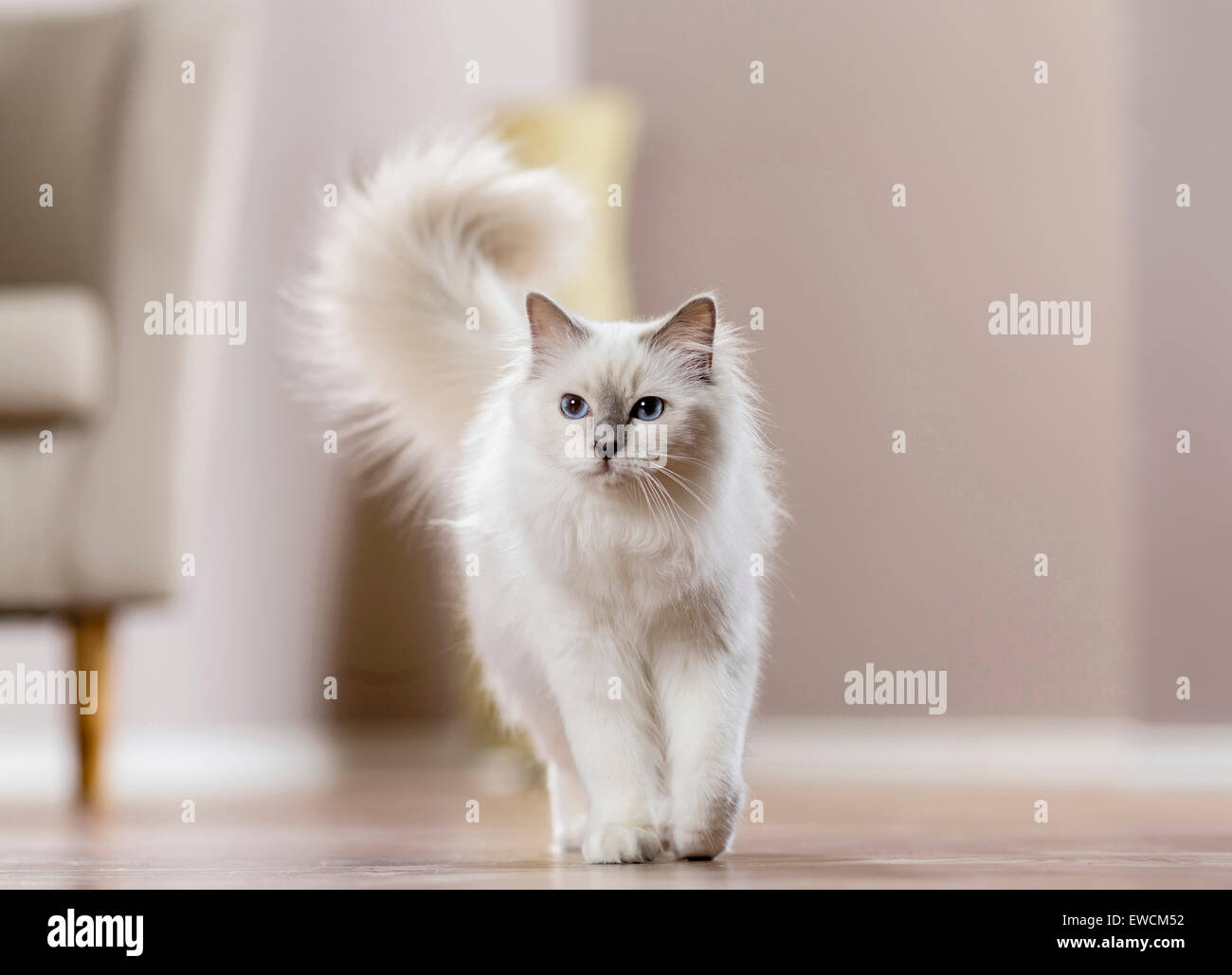 Heilige Birma. Erwachsene Katze, die zu Fuß in ein Wohnzimmer. Deutschland Stockfoto