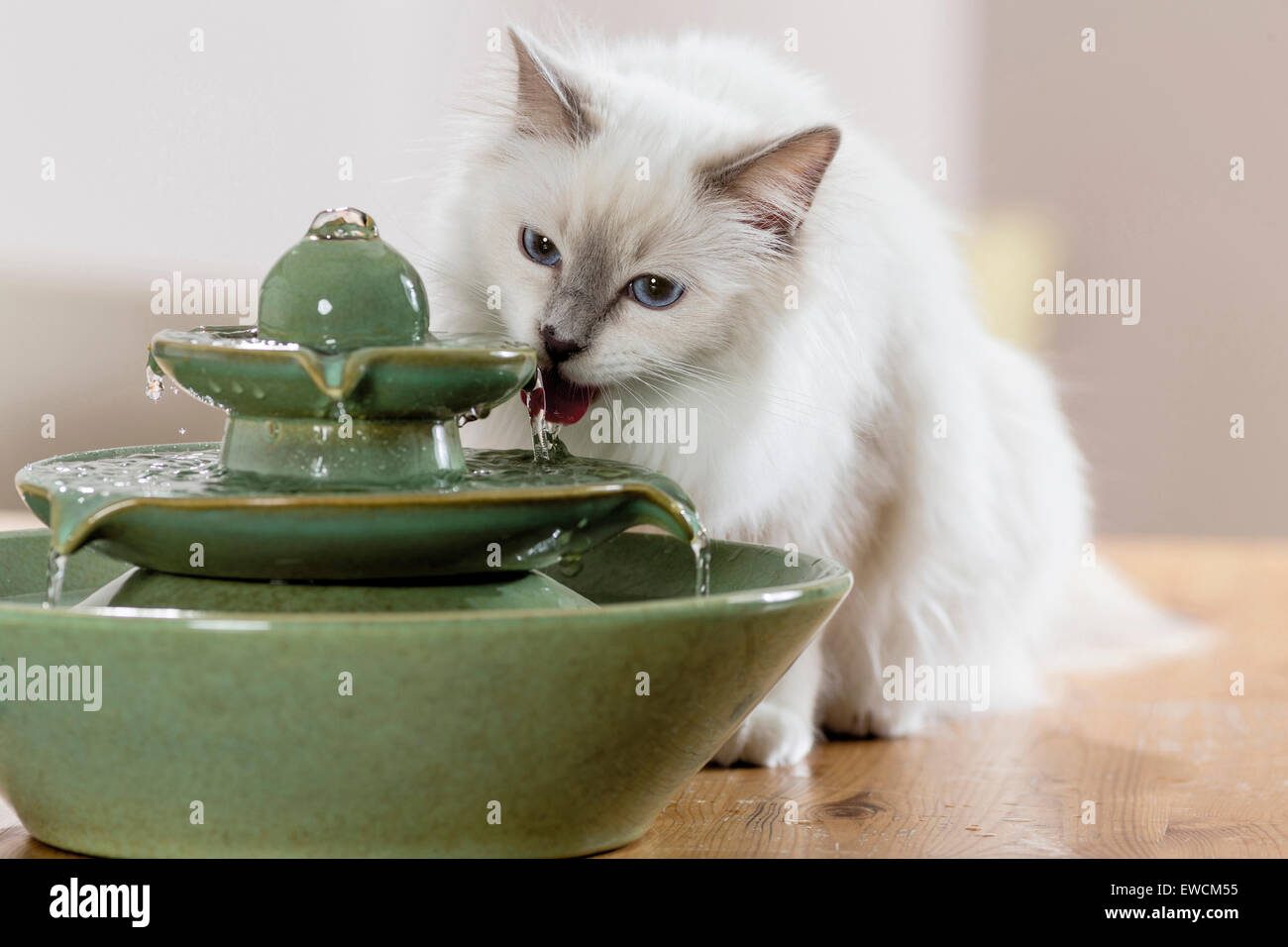 Heilige Birma. Erwachsene Katze Dult trinken aus einem Zimmerbrunnen. Deutschland Stockfoto