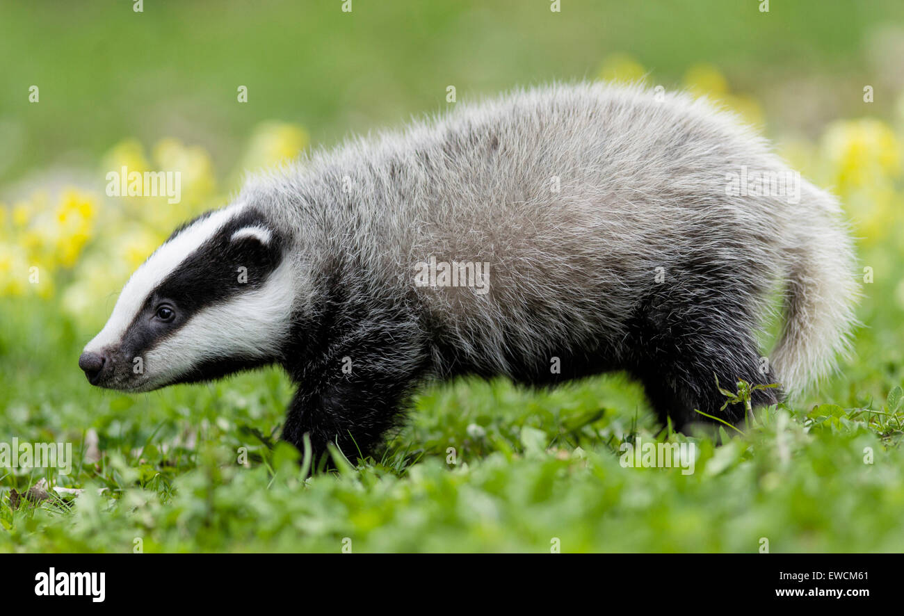 Europäischer Dachs (Meles Meles). Young zu Fuß gesehen seitlich. Deutschland Stockfoto