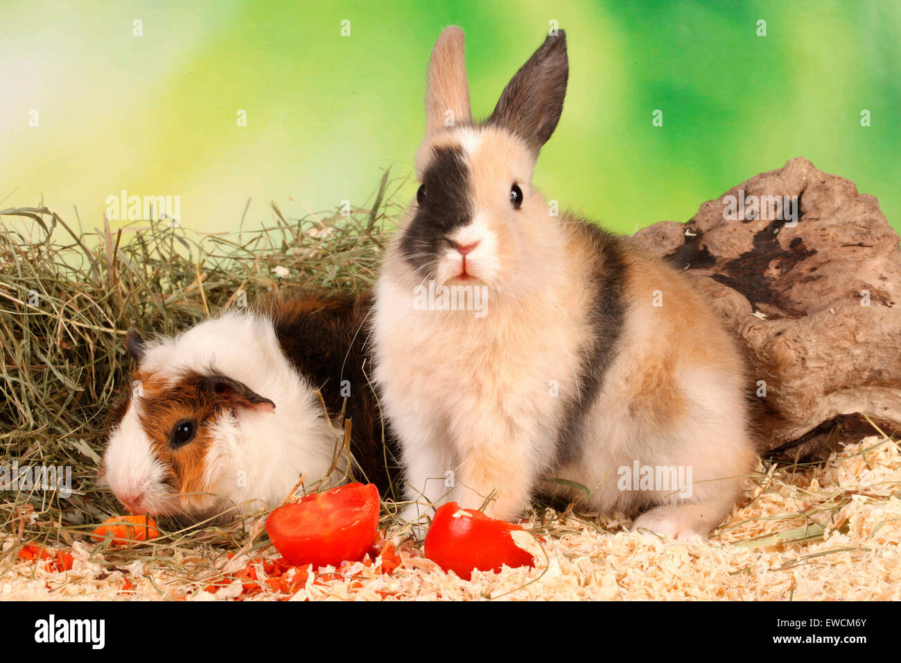 Zwerg Kaninchen und Cavie, Meerschweinchen mit Tomaten und Karotten. Deutschland Stockfoto