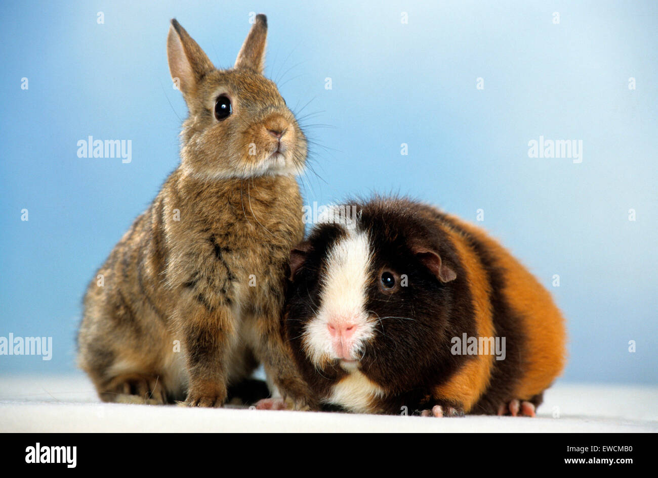 Zwerg Kaninchen neben Cavie, Meerschweinchen. Studio Bild vor einem blauen Hintergrund Stockfoto