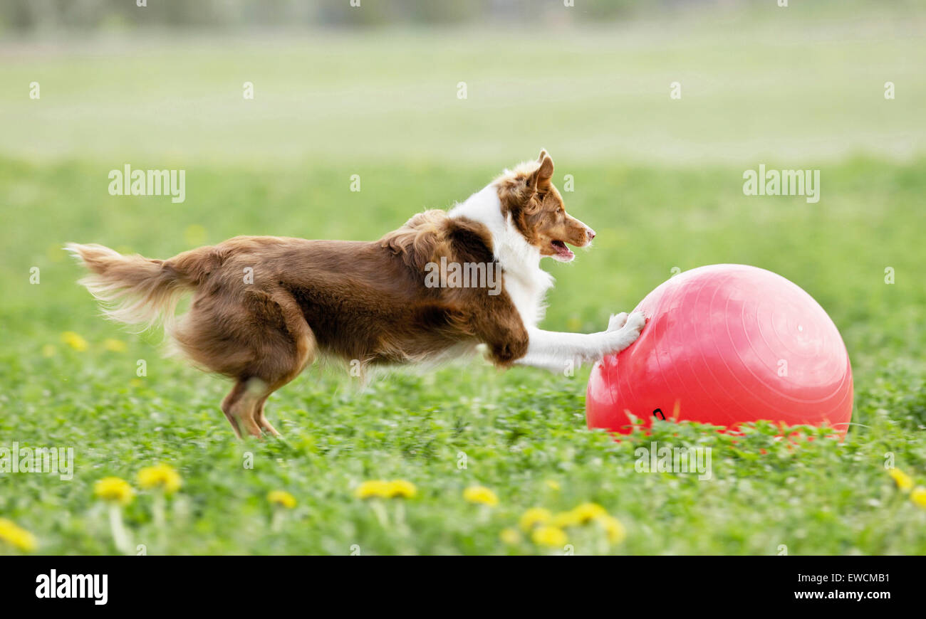 Australian Shepherd. Erwachsener Hund spielen Treibball. Deutschland Stockfoto
