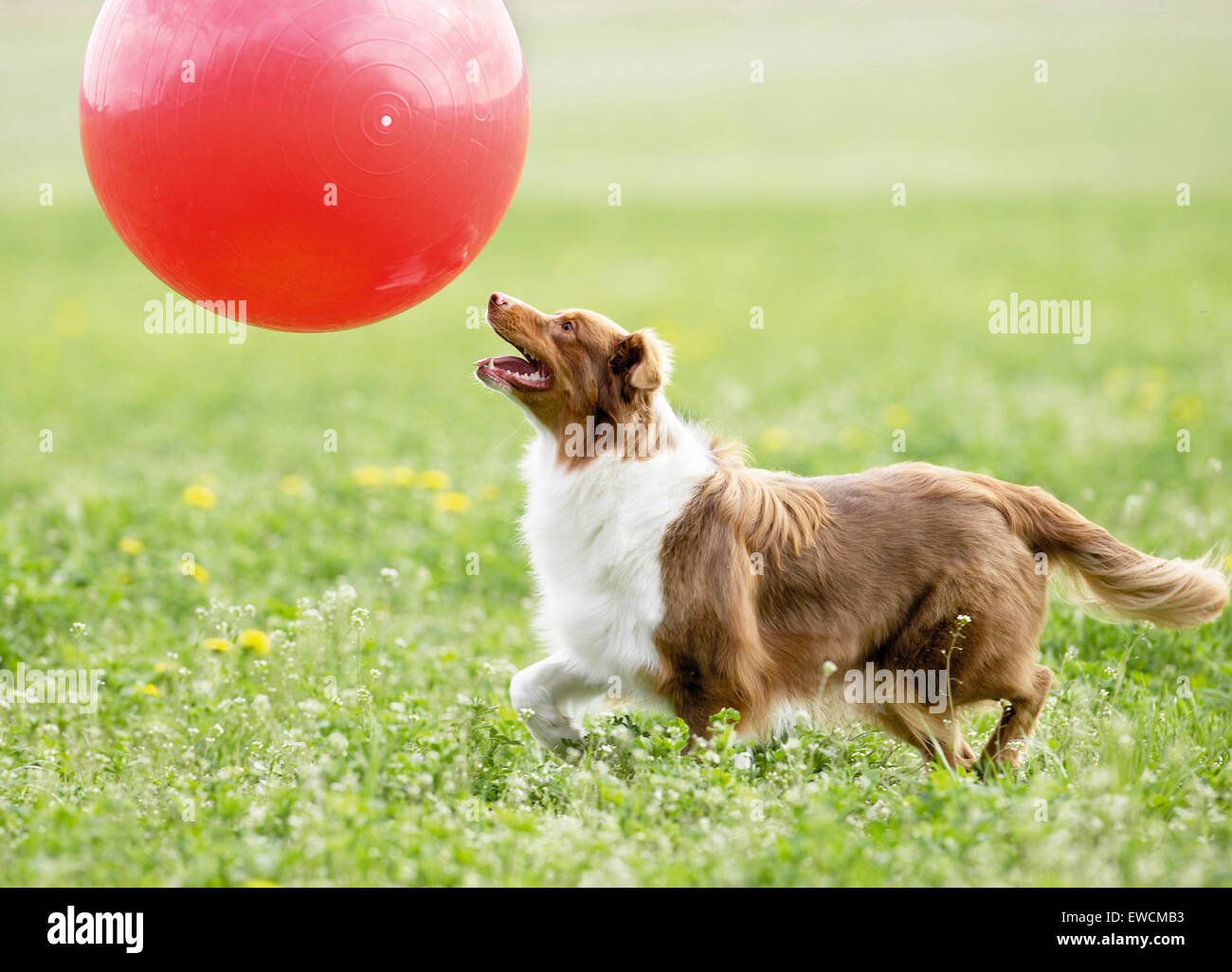 Australian Shepherd. Erwachsener Hund spielen Treibball. Deutschland Stockfoto