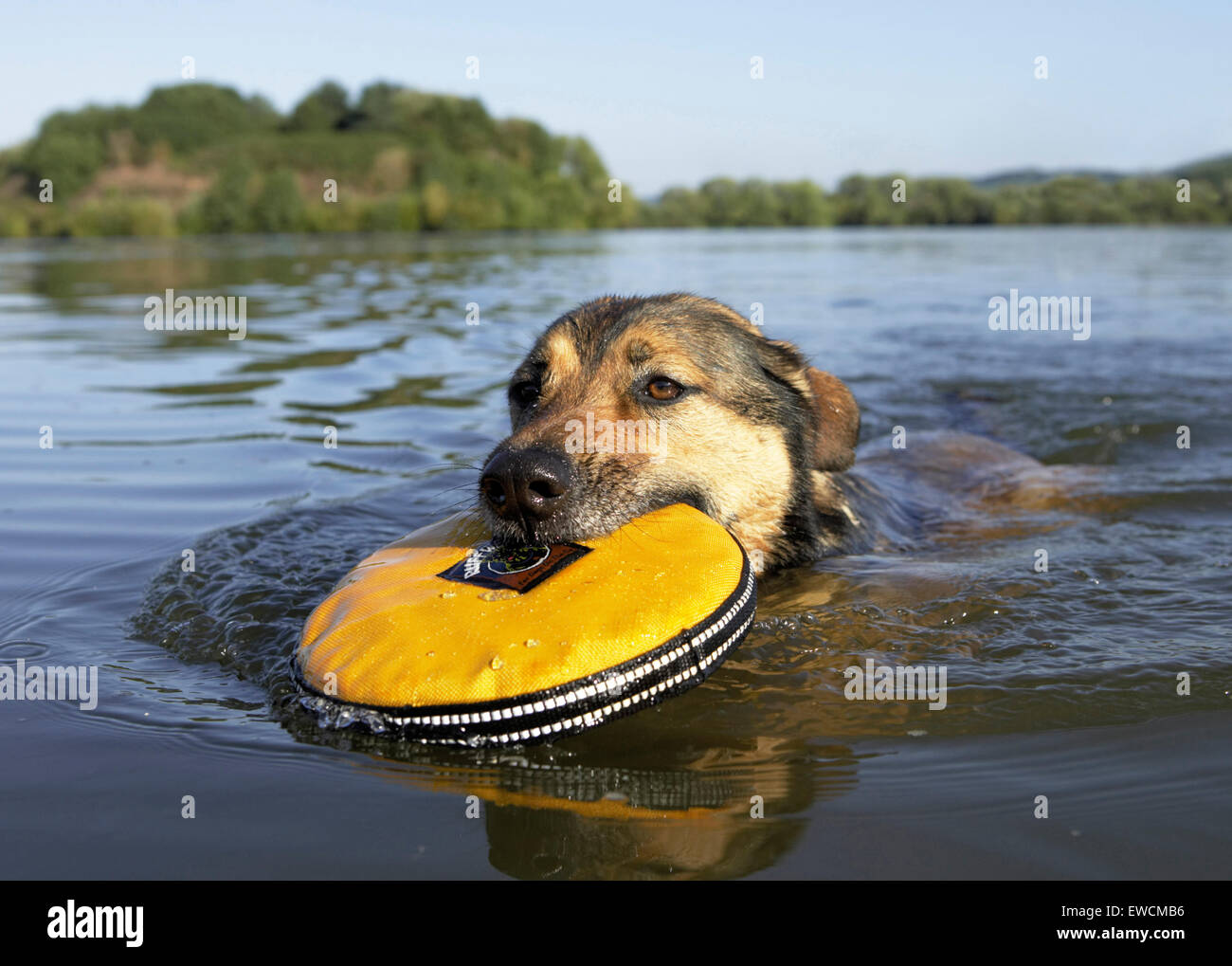 Mischlingshund. Erwachsener Hund schwimmen mit fliegenden Scheibe. Deutschland Stockfoto