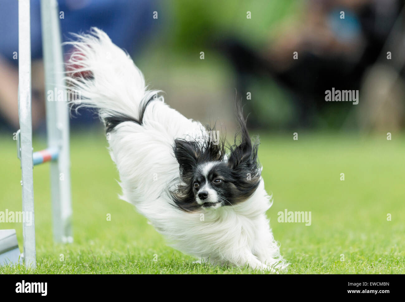 Kontinentaler Zwergspaniel einen Sprung über eine Hürde in einem Agility Parcour. Deutschland Stockfoto