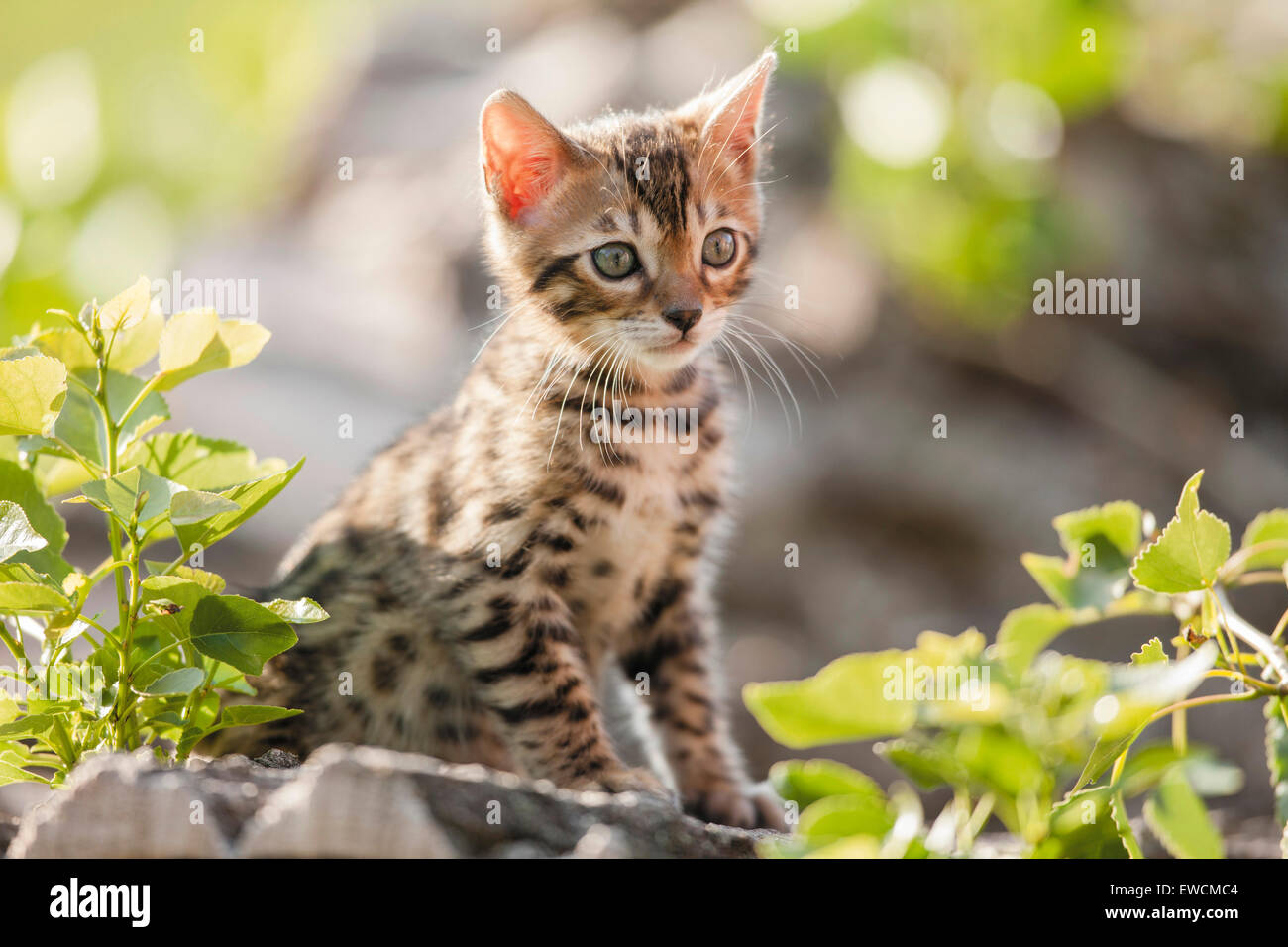 Bengal-Katze. Kätzchen sitzen auf einem Baumstamm in einem Garten. Deutschland Stockfoto