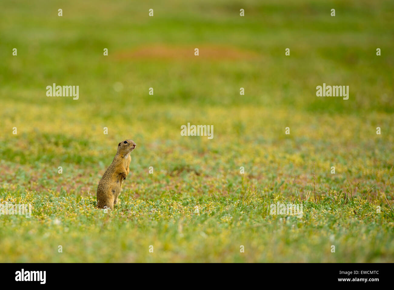 niedliche Europäische Ziesel auf Feld (Spermophilus Citellus) Stockfoto