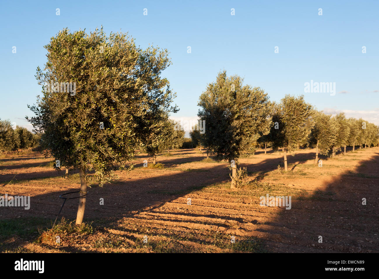 Selinunte, Sizilien: Olivenbäume Plantage bei Sonnenuntergang Stockfoto