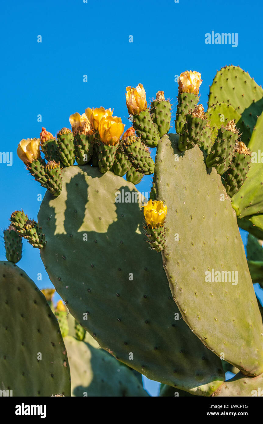 Apulien-Provinz Bari Kaktusfeigen und Blumen, Stockfoto