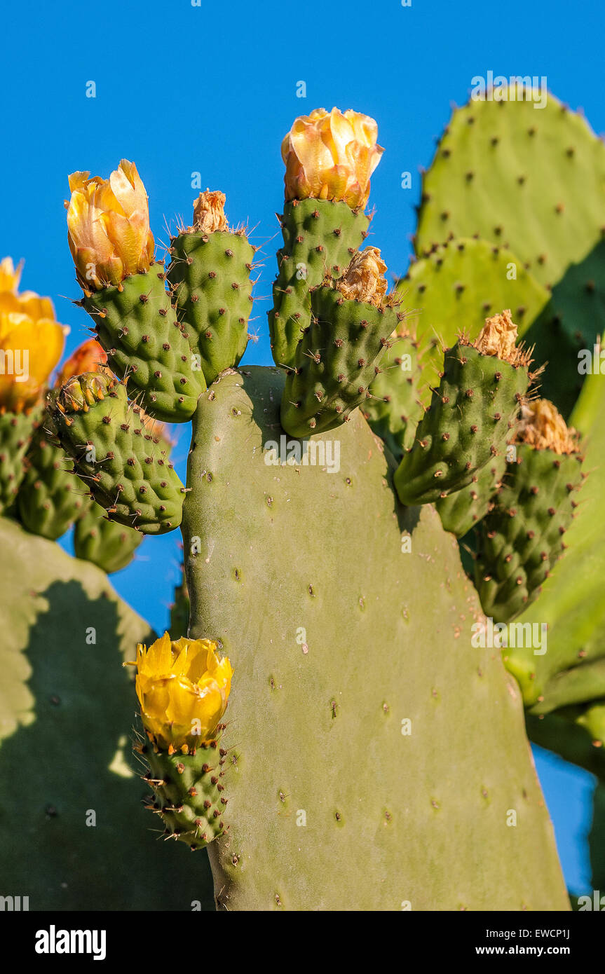 Apulien-Provinz Bari Kaktusfeigen und Blumen, Stockfoto