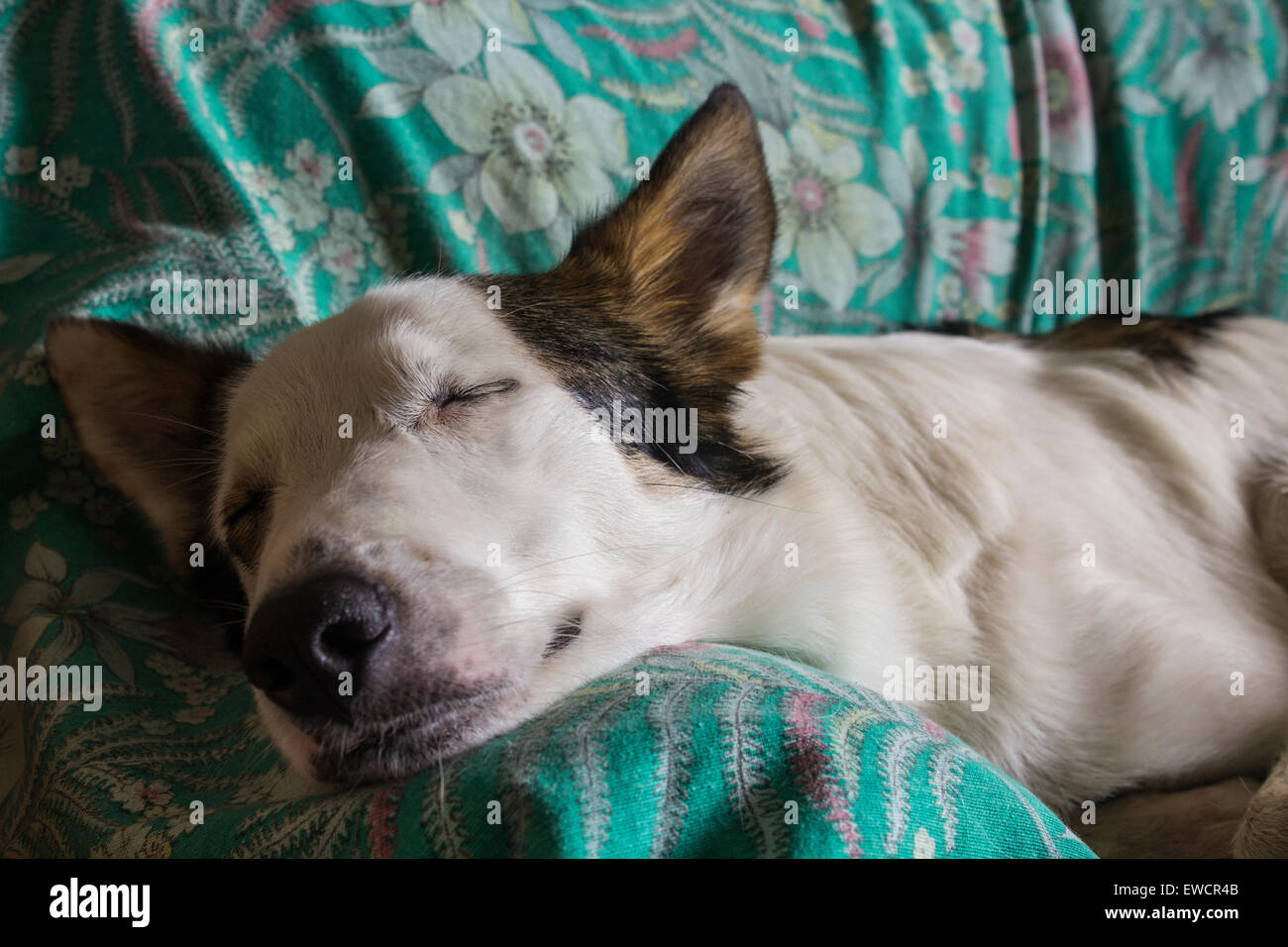 Süße und schöne schwarze und weiße Hund entspannen auf dem sofa Stockfoto