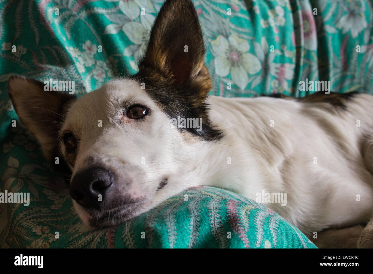 Süße und schöne schwarze und weiße Hund entspannen auf dem sofa Stockfoto