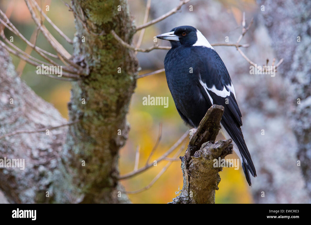 Australische Magpie (Cracticus Tibicen) in die Blue Mountains, New South Wales, Australien Stockfoto