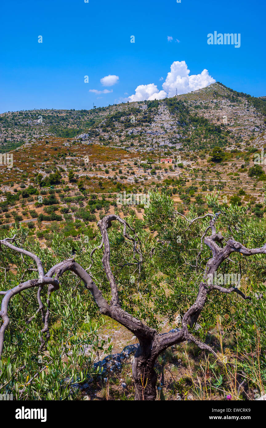 Apulien Gargano Nationalpark Landschaft Stockfoto