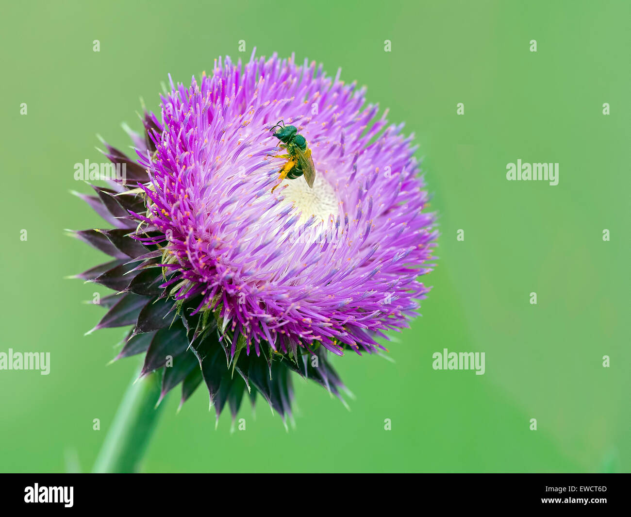 Eine Biene auf einer Distel Blume Milch Stockfoto