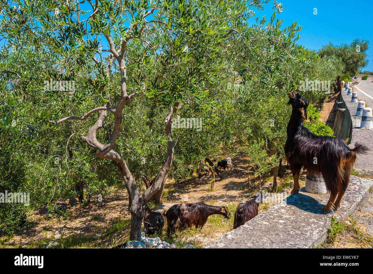 Apulien Gargano Nationalpark Ziegenherde Stockfoto